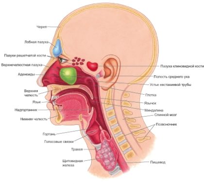 Болезни уха, горла и носа | HealthTürkiye